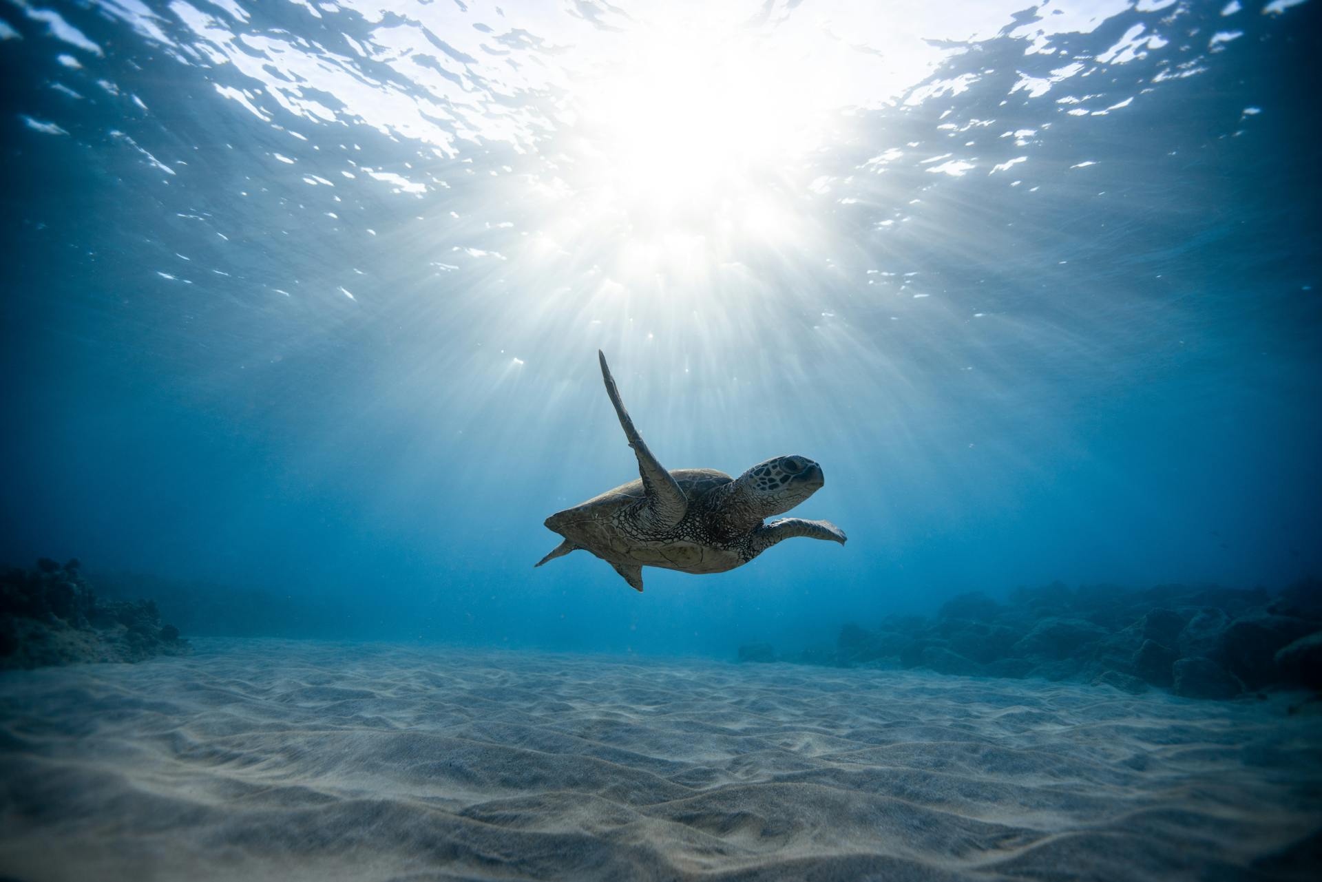 Underwater Photography of Turtle