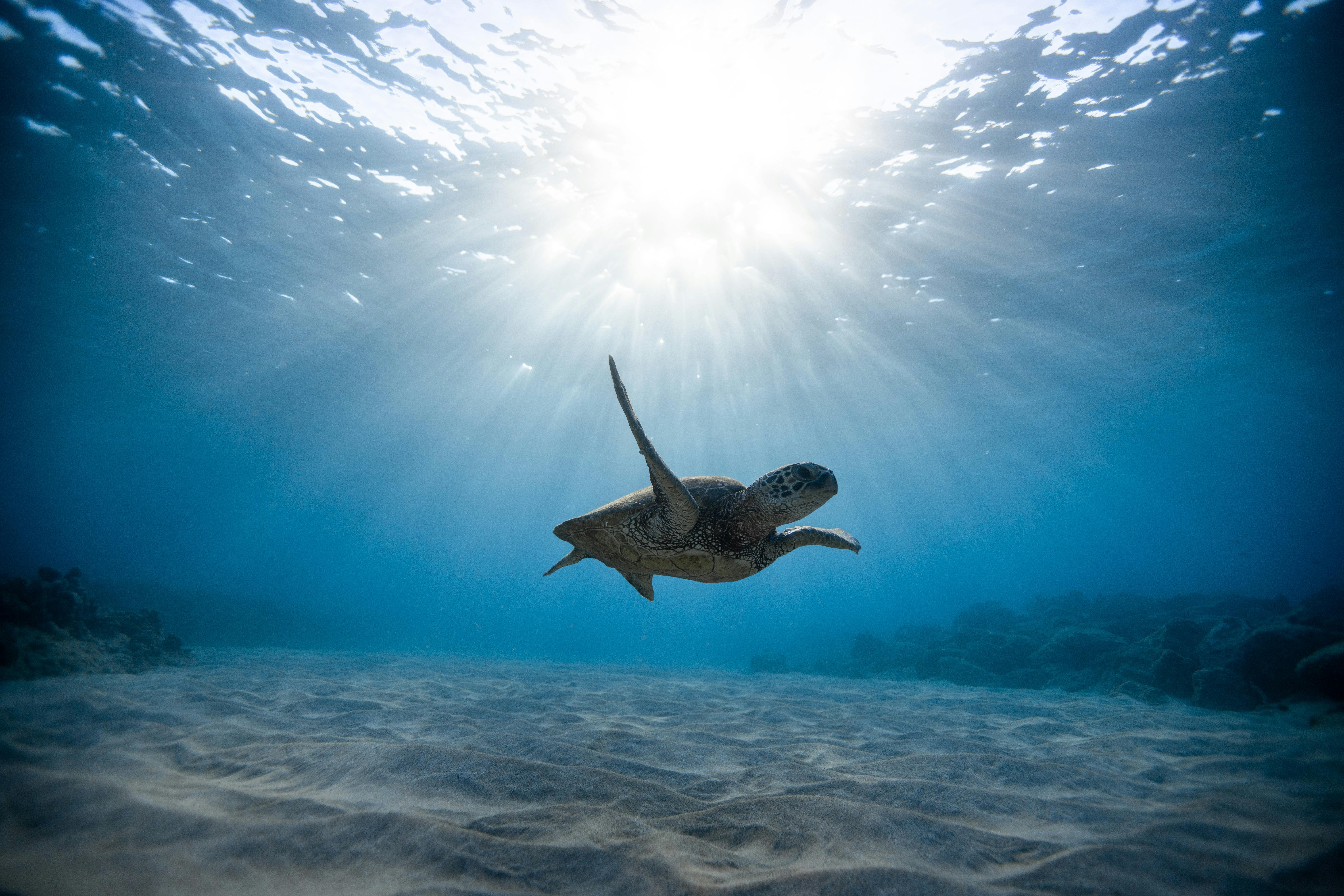 Ocean Photos, Download The BEST Free Ocean Stock Photos & HD Images