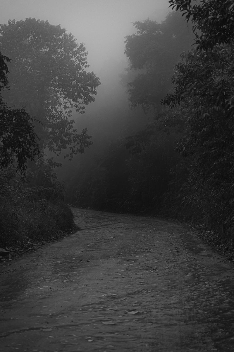 Foggy, shadow-drenched forest path at night in black and white, illustrative photo