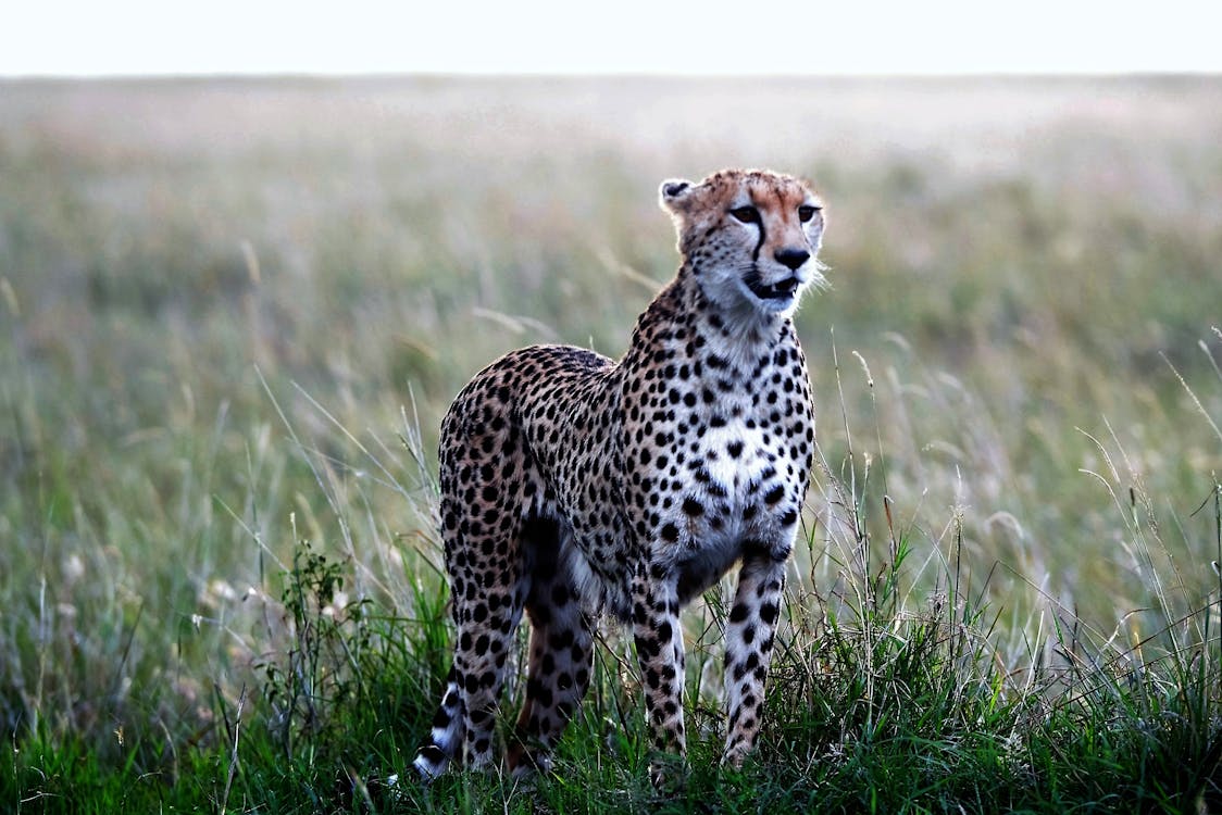 Free stock photo of cheetah, safari, wild animal