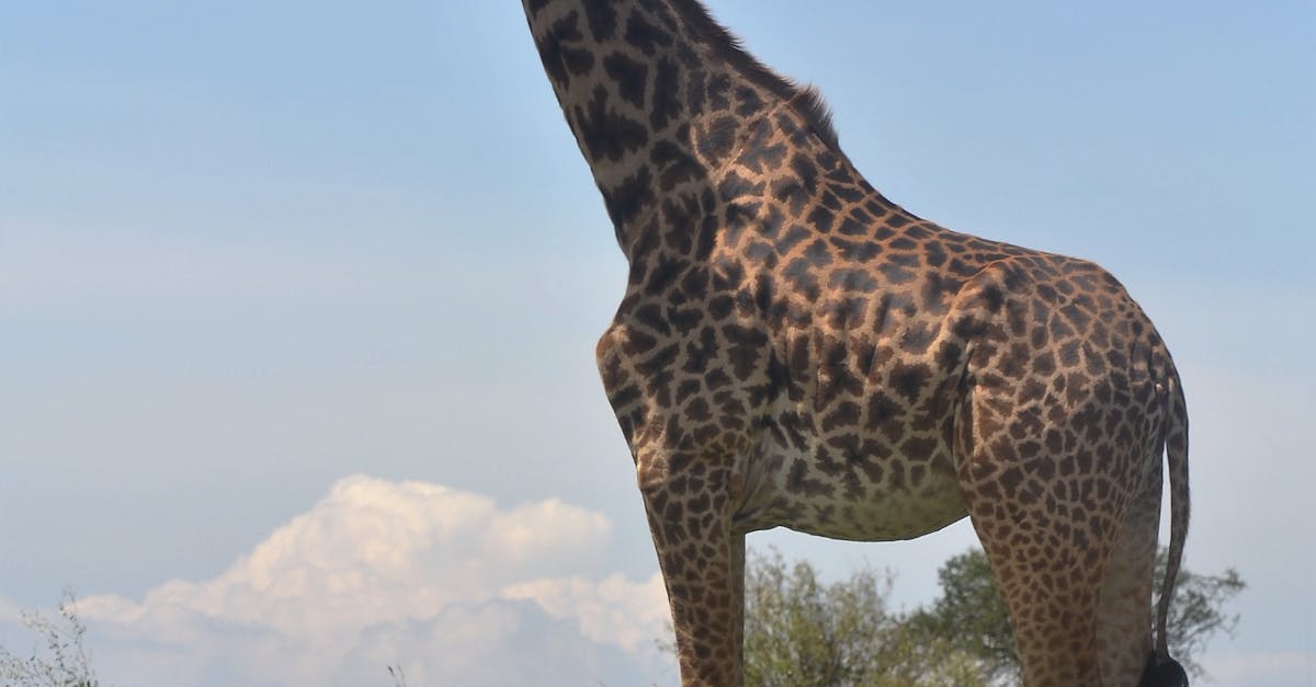 Free stock photo of giraffe, Kenya, tallest
