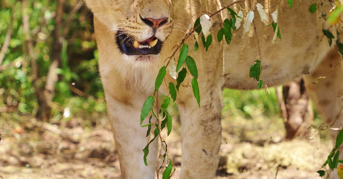 Free stock photo of Kenya, lion portrait, lioness