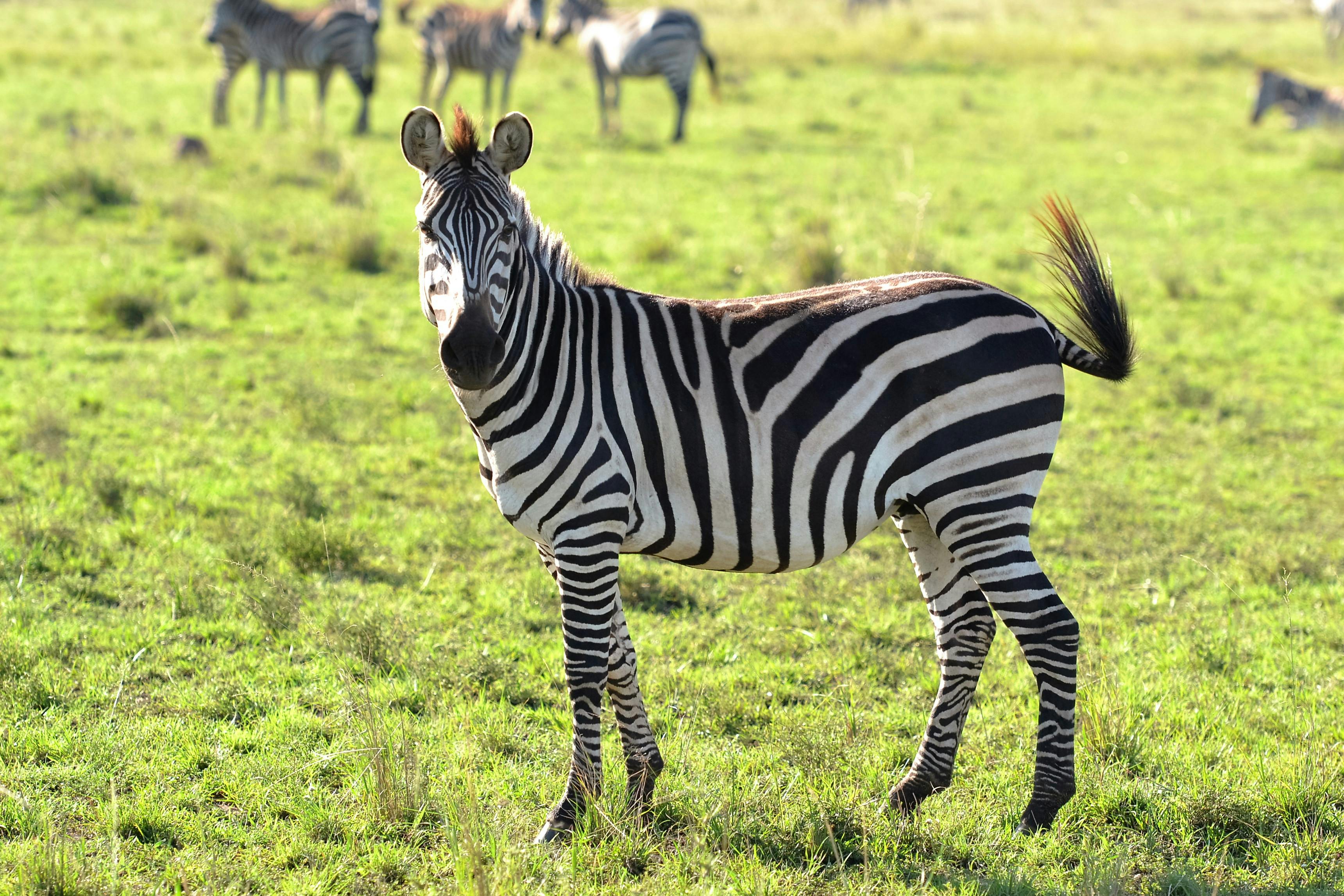 Free stock photo of animals, wild animal, zebra