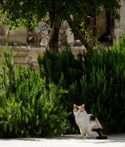 Imagine de stoc gratuită din adorabil, animal, arbore