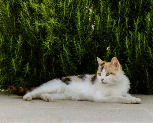 Immagine gratuita di adorabile, animale, animale domestico