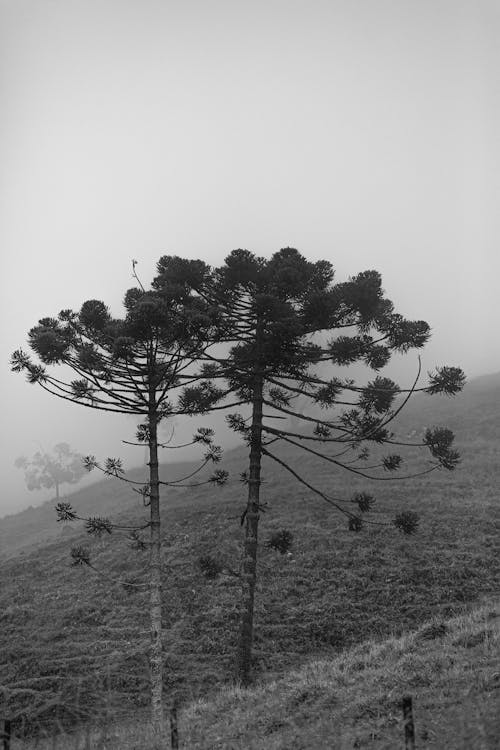 Grayscale Photography of Two Tall Trees