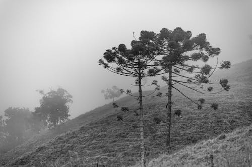 Free Grayscale of Trees Stock Photo