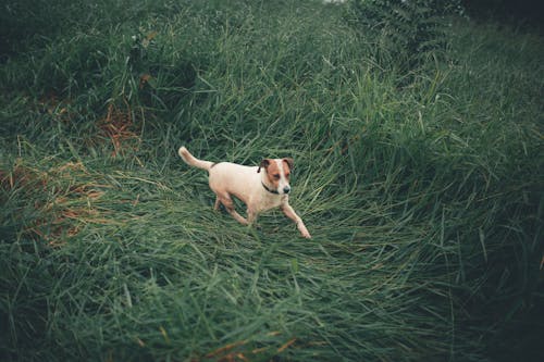 Foto De Dog On Grass Field