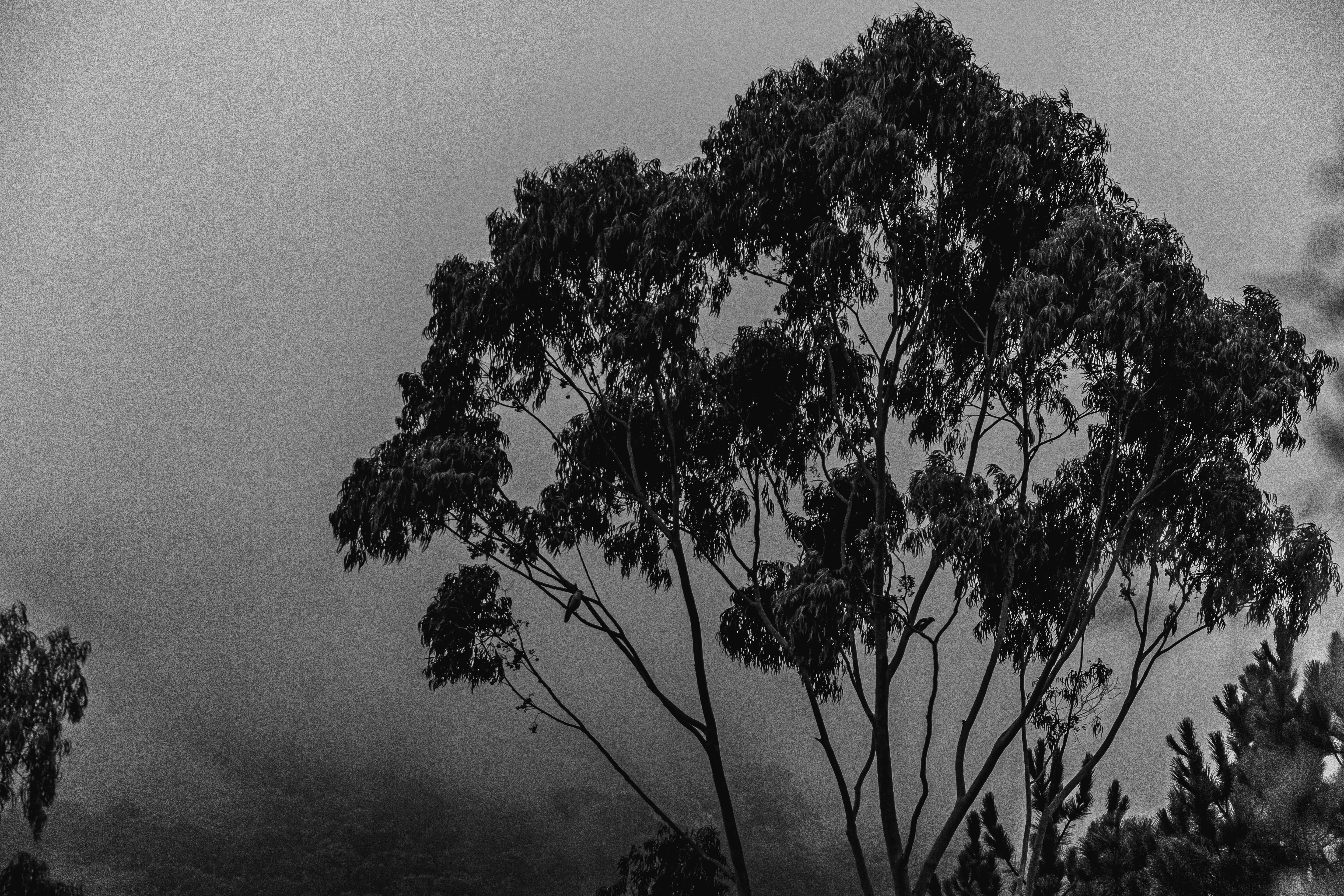 Grayscale Photography of Tree