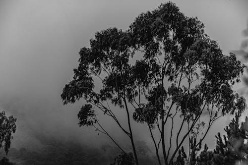Grayscale Photography of Tree