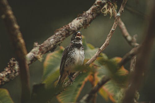 無料 枝にとまる鳥のクローズアップ写真 写真素材