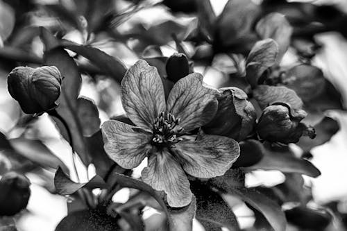 Kostenloses Stock Foto zu schwarz-weiß-blumen