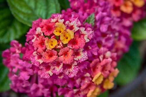 Kostenloses Stock Foto zu frühlingsblume, frühlingsblumen, pinke blumen