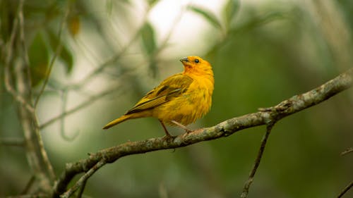 黃鳥棲息在樹枝上的特寫照片