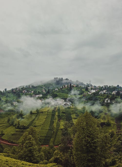 Imagine de stoc gratuită din agricultură, apă, arbore