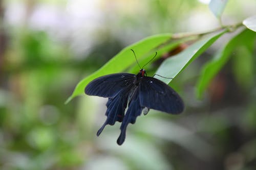 Foto profissional grátis de amante dos animais, aveludado, borboleta