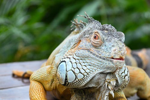 Δωρεάν στοκ φωτογραφιών με iguana, γουάνα, ερπετά