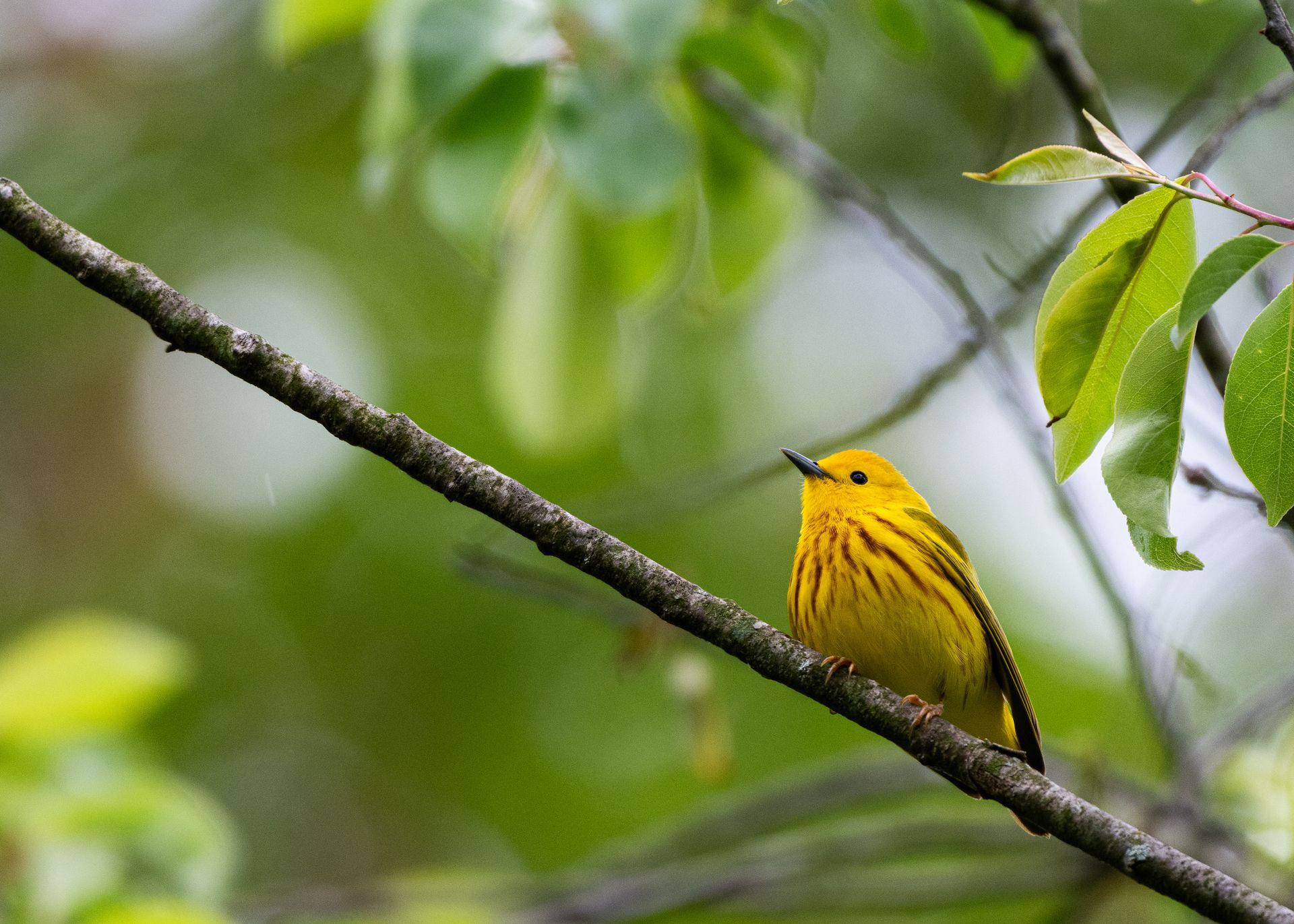A vibrant yellow warbler perched on a tree branch surrounded by lush green leaves, captured in summer.