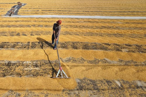 Foto profissional grátis de agricultura, agricultura rural, aldeia