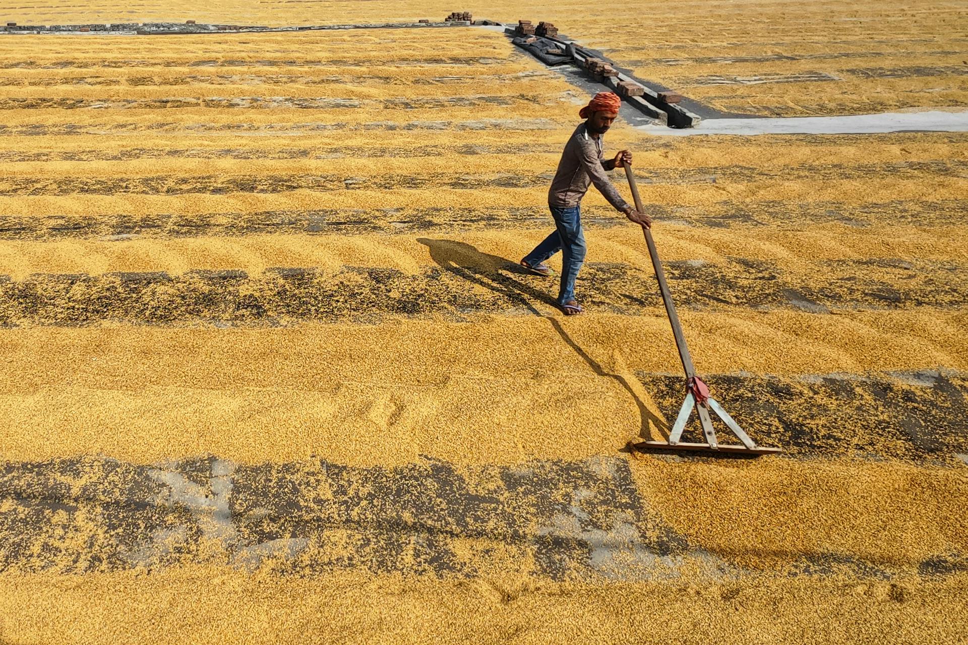 Farmer Working with Rake on Field