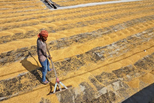 Foto profissional grátis de aconselhamento, adulto, agricultura