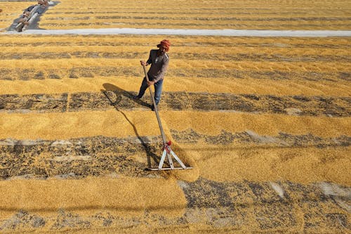 Foto profissional grátis de adulto, agricultura, agricultura rural