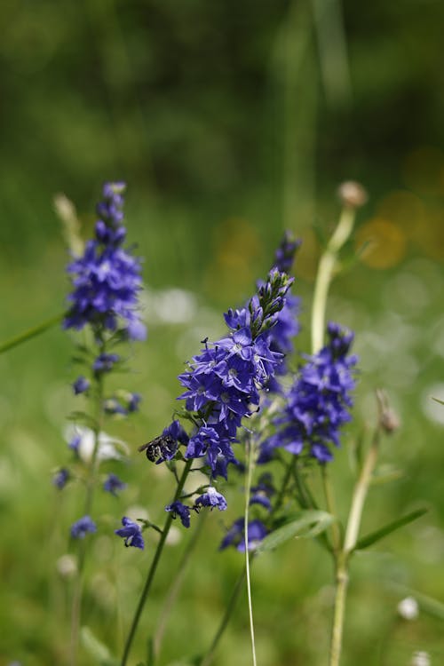 Blue flowers in a field with green grass