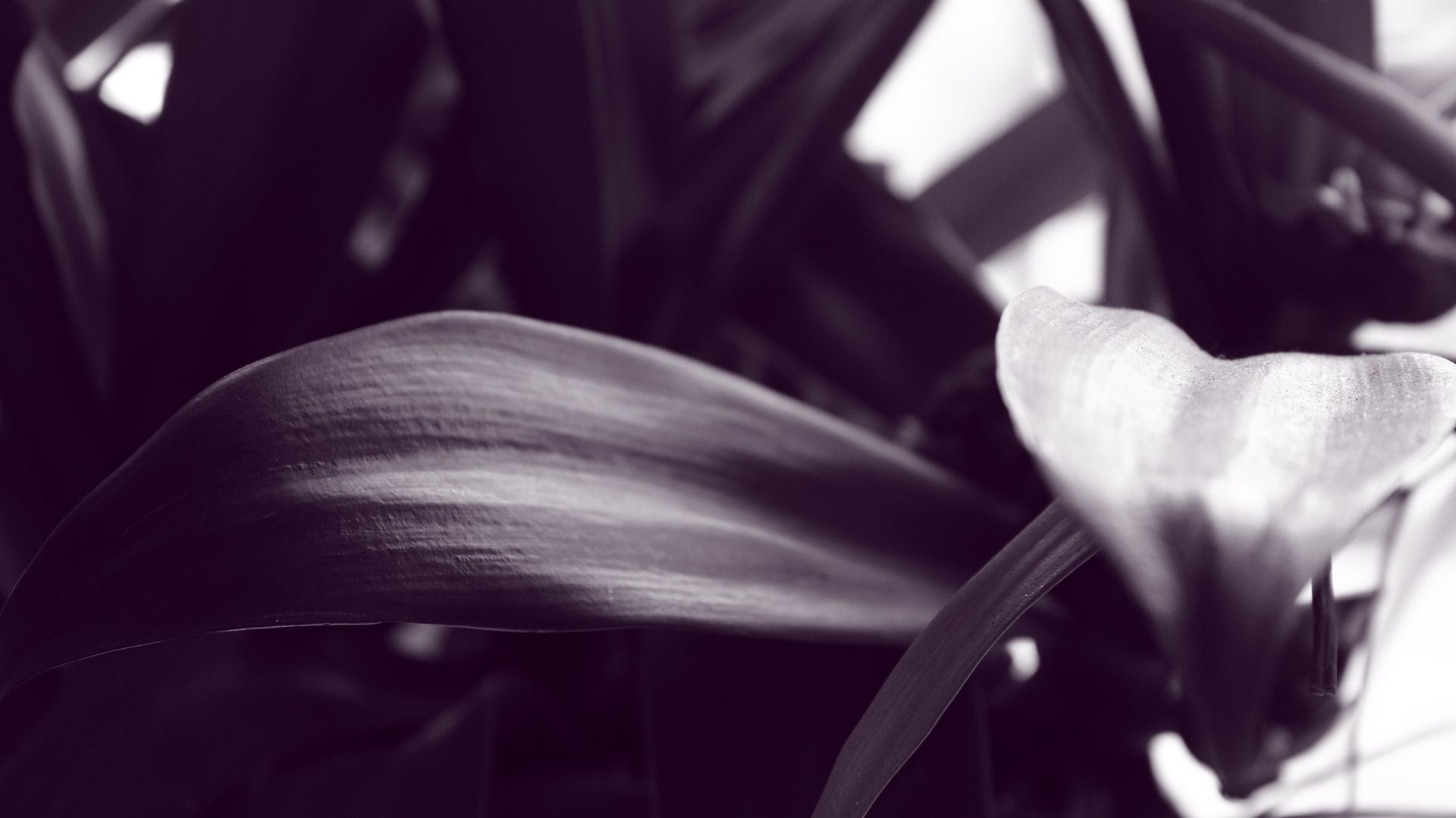 Close-up view of abstract leaves in black and white, showcasing nature's textures.
