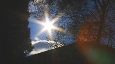 Captivating sun rays passing through trees creating a natural sunburst effect.