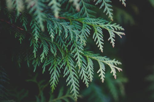 Close-up Photo of Green Leaves