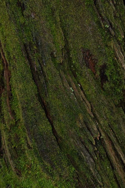 Free Detailed view of moss-covered tree bark texture in natural setting. Stock Photo