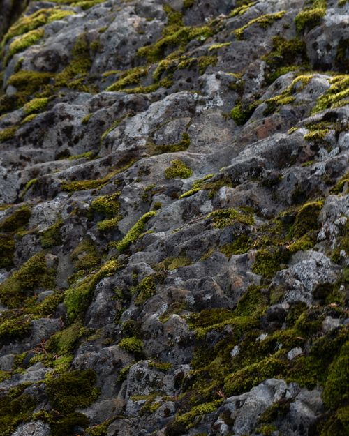 Free Close-up of a lush, mossy rock surface creating a natural, green texture. Stock Photo