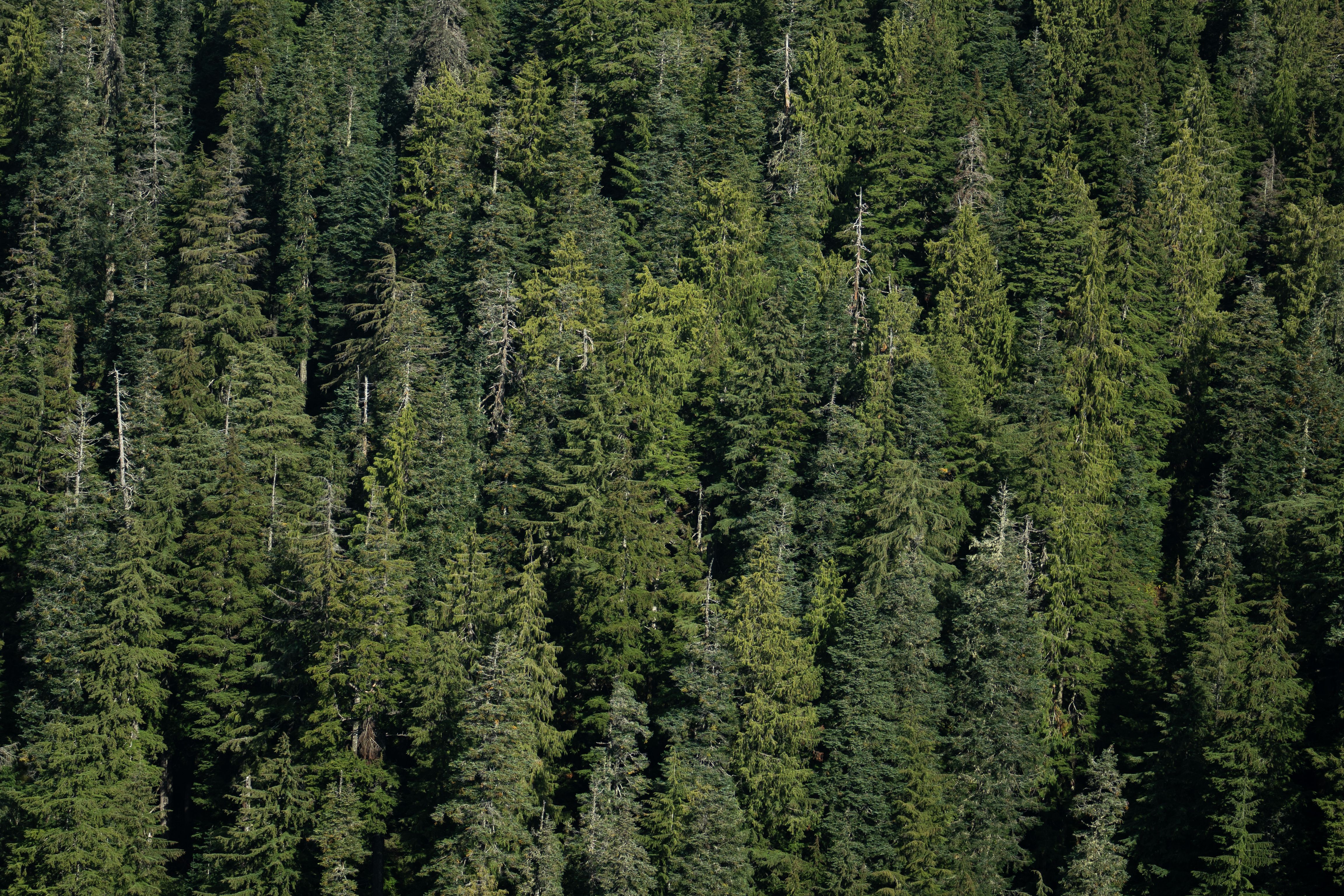 Aerial view of a dense green forest canopy
