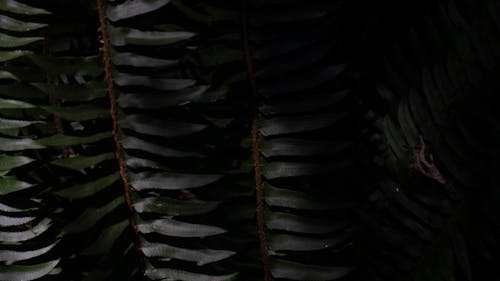 나선형, 나선형 식물, 나선형 잎의 무료 스톡 사진