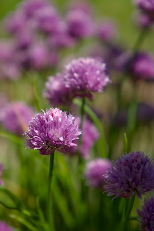 Purple flowers in the grass with green leaves