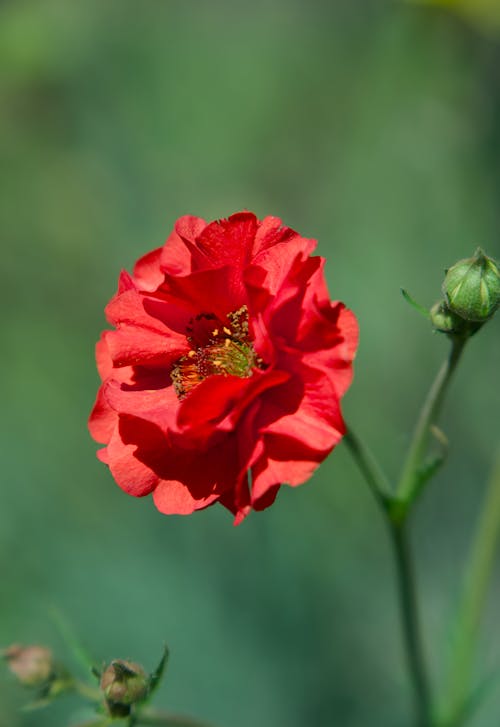 A red flower with green stems and leaves