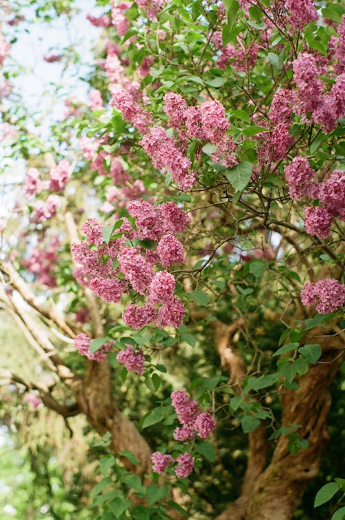 Foto d'estoc gratuïta de 35 mm, a l'aire lliure, arbre