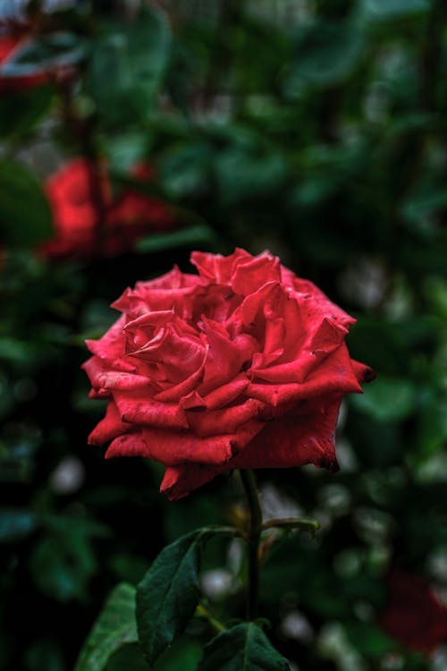 Capturing A Rose 🌹