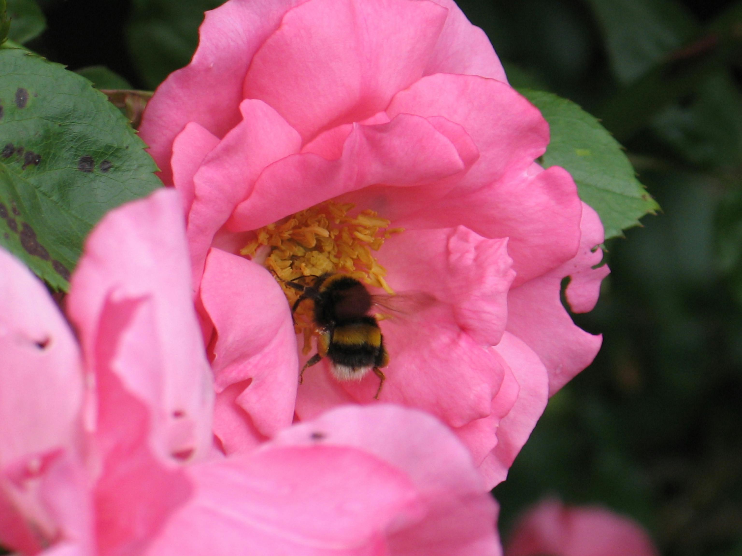 Free stock photo of bee, bumble bee, flower