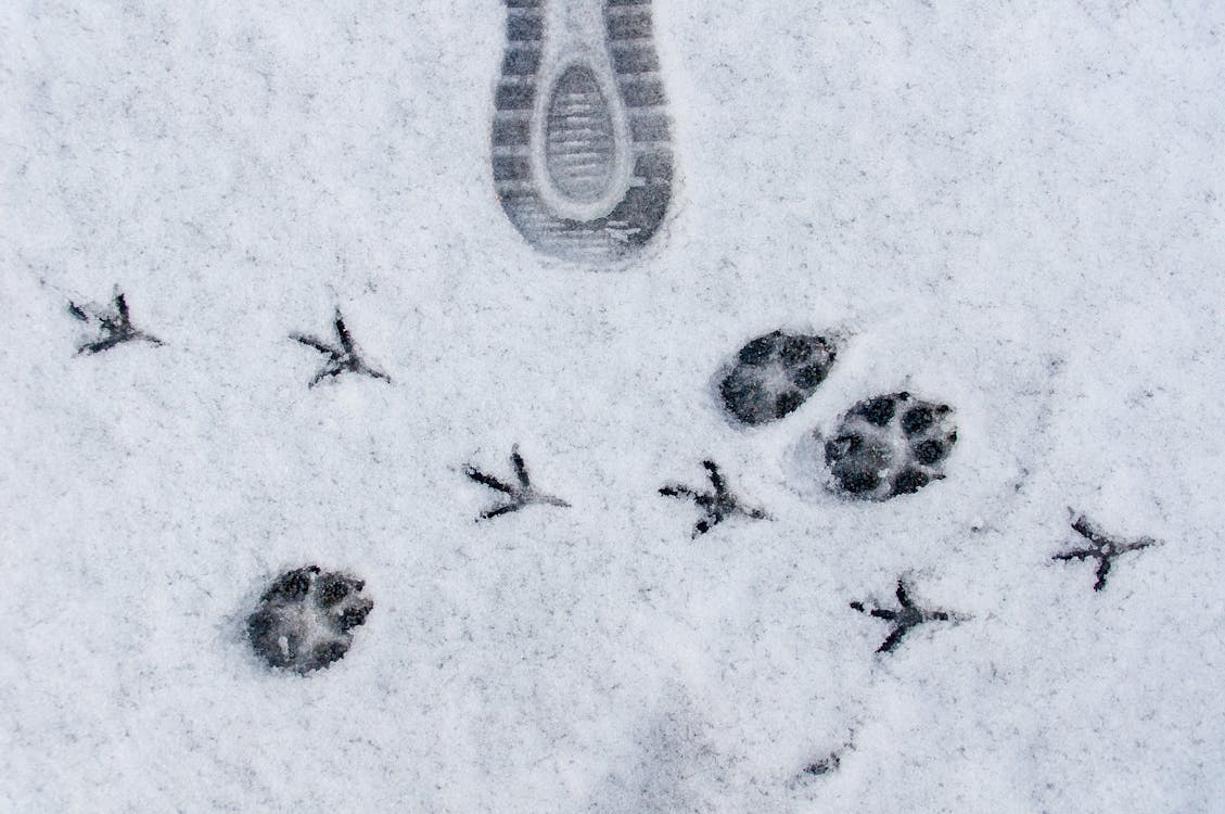 Footprints in the snow with paw prints and footprints