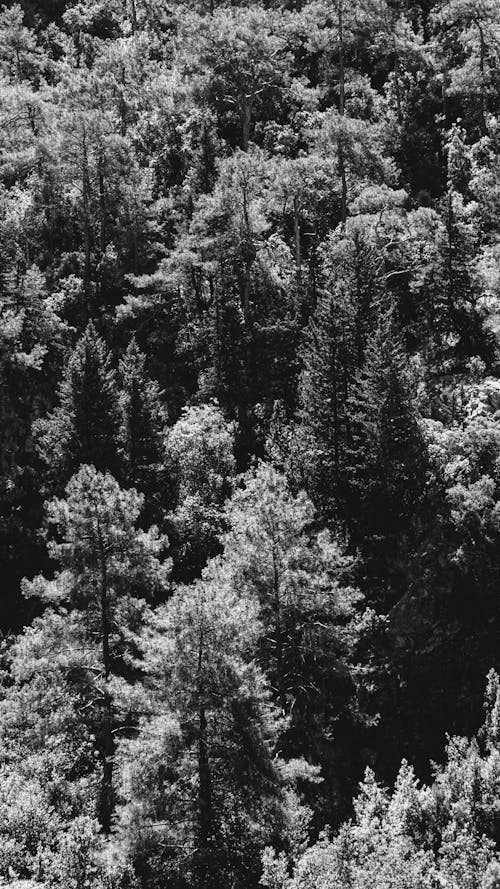 Black and white photo of trees in the forest