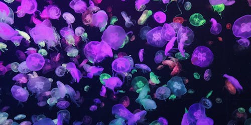 Free Photo of Jellyfish Lot Stock Photo