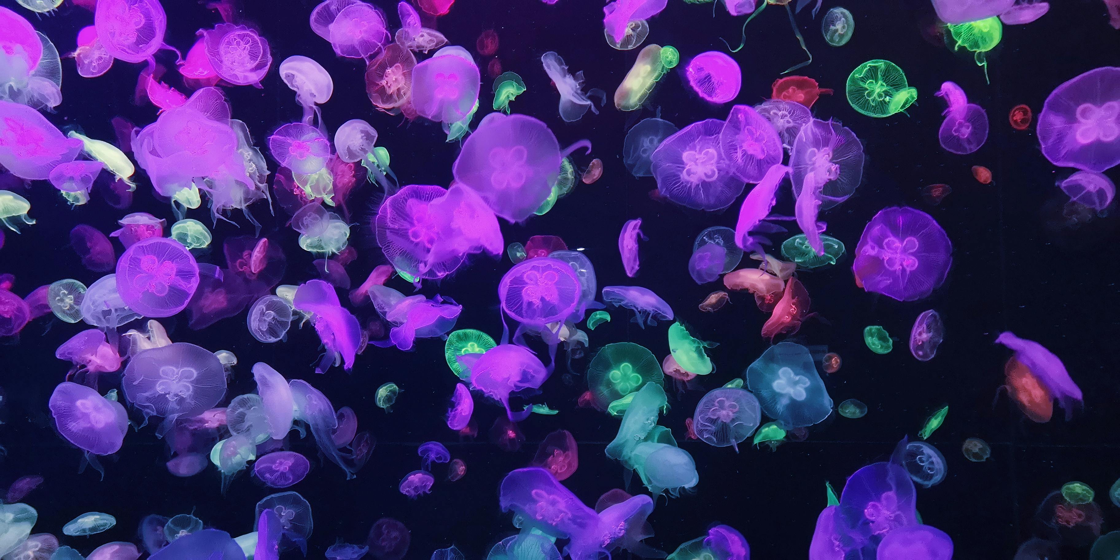 Photo of Jellyfish Lot · Free Stock Photo