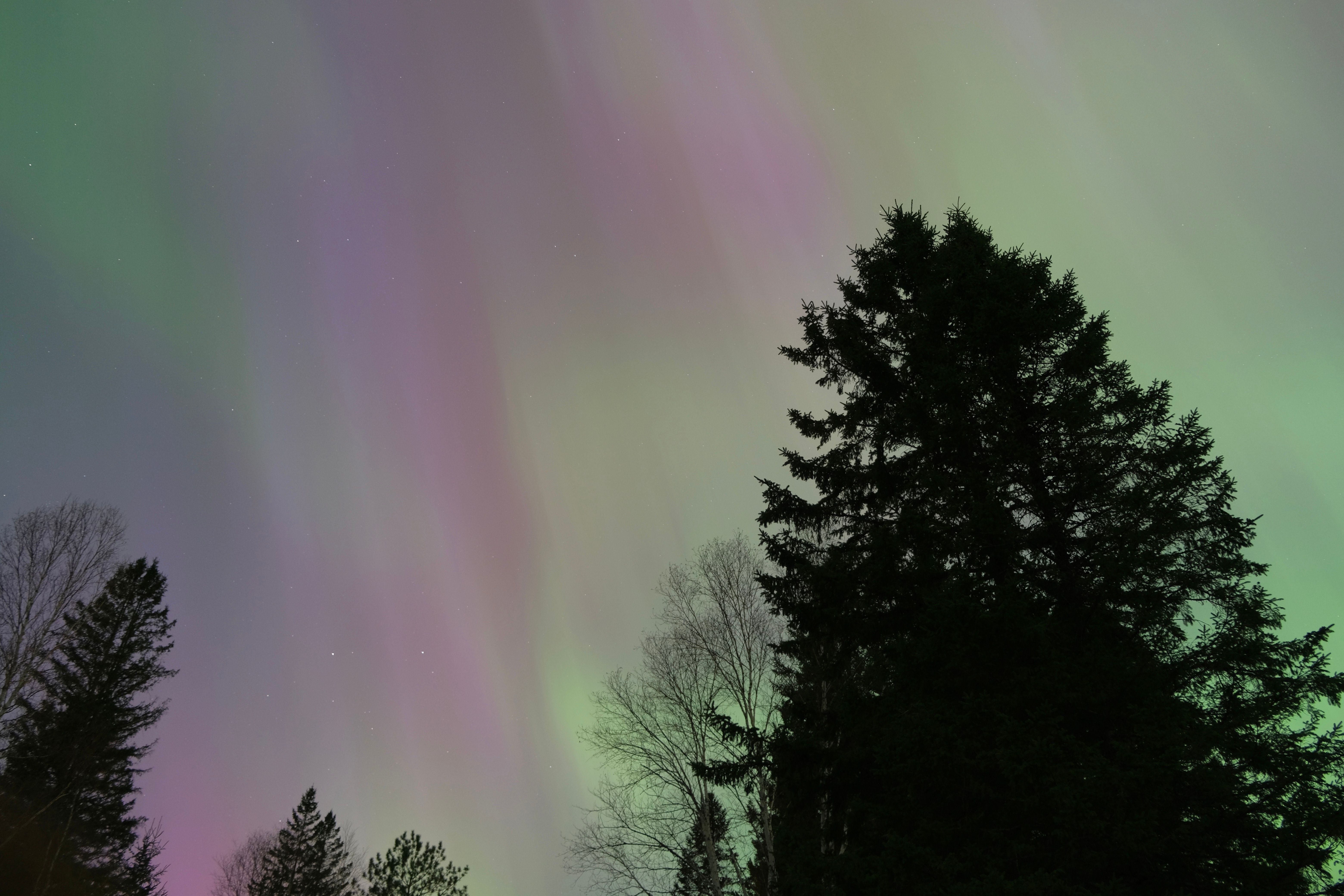 Aurora in Sky over Trees · Free Stock Photo