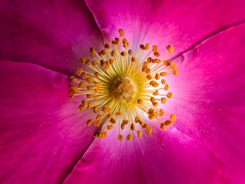 arka fon, Bahar çiçeği, Canlı renk içeren Ücretsiz stok fotoğraf