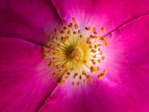 Fotobanka s bezplatnými fotkami na tému detailný záber, flowersphotography, jarný kvet