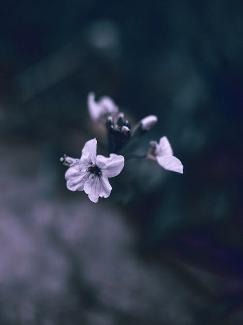 Základová fotografie zdarma na téma barva, bílá květina, divoký