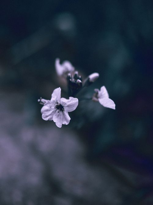 Free Delicate purple flower in focus against a soft, blurred background, creating a dreamy botanical scene. Stock Photo