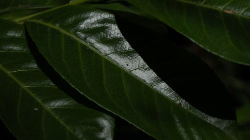 Dewy Green Leaf