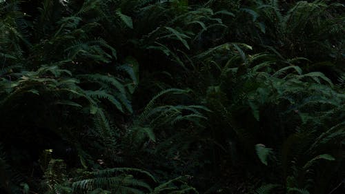 丛林叶成分, 丛林树叶, 叢林 的 免费素材图片